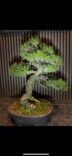 Bonsai bomen, Ophalen of Verzenden