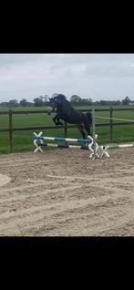 Fijne toekomstige allround d pony, Ruin, 3 tot 6 jaar, Onbeleerd, D pony (1.37m tot 1.48m)