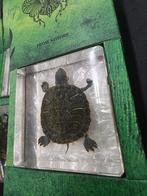 Opgezette schildpadje taxidermie opgezette dieren in hars, Ophalen of Verzenden, Nieuw, Vogel, Opgezet dier