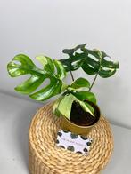 Rhaphidophora Tetrasperma Variegata P9 - Sellers Choice, Huis en Inrichting, Ophalen of Verzenden, Overige soorten, Minder dan 100 cm