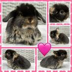 Ontzettend lieve & tamme jonge Hangoordwerg konijntjes, Dieren en Toebehoren, Konijnen, Meerdere dieren, Dwerg, Hangoor, 0 tot 2 jaar