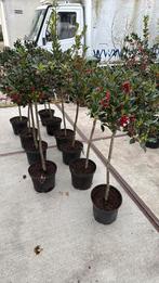 Ilex nellie R stevens nu vol in de bessen hoog 100cm stunt, Vaste plant, Halfschaduw, Herfst, Ophalen