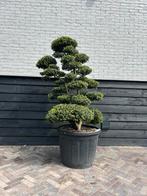 Exclusieve ilex crenata Kinme bonsai, Tuin en Terras, Planten | Bomen, Ophalen, Bloeit niet, Halfschaduw, Overige soorten
