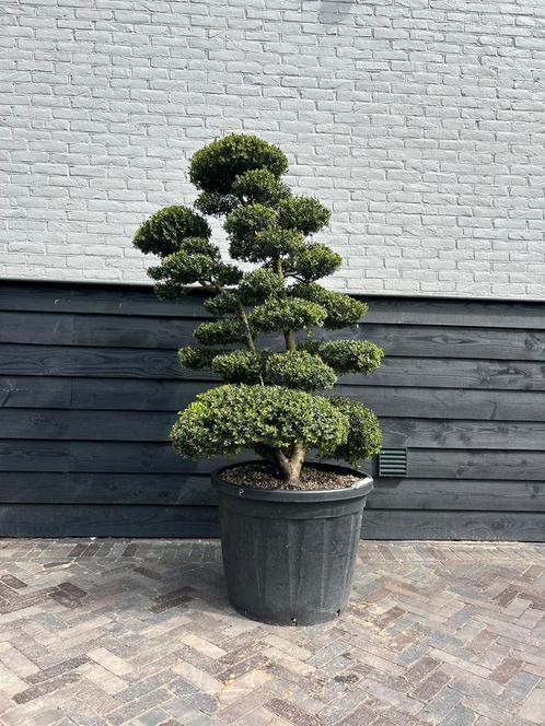 Exclusieve ilex crenata Kinme bonsai, Tuin en Terras, Planten | Bomen, Overige soorten, 100 tot 250 cm, Halfschaduw, Bloeit niet