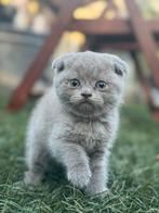 Kitten, Dieren en Toebehoren, Katten en Kittens | Raskatten | Korthaar, Poes, 0 tot 2 jaar
