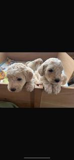 Goldendoodle puppy’s, Parvo, België, Fokker | Hobbymatig, 8 tot 15 weken