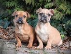 Franse Bulldog pups, Dieren en Toebehoren, Parvo, 8 tot 15 weken, Bulldog, Meerdere