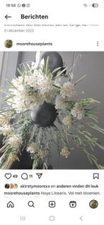 Hoya linearis, Ophalen of Verzenden, Overige soorten, Minder dan 100 cm