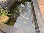 Verschillende vissen winders en goudvissen, Tuin en Terras, Vijvers, Ophalen, Gebruikt