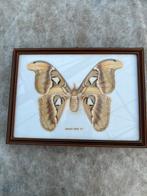 Ingelijste atlasvlinder, Ophalen of Verzenden, Zo goed als nieuw, Hout, Minder dan 50 cm