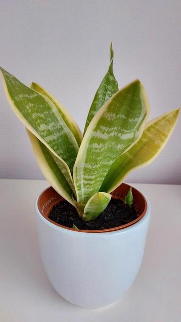 Prachtige sanseveria/vrouwentong plant met chique witte pot beschikbaar voor biedingen