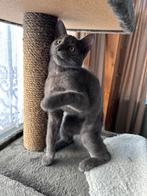 Kitten blauwe rus kitten, Dieren en Toebehoren, Kater, Ingeënt, 0 tot 2 jaar