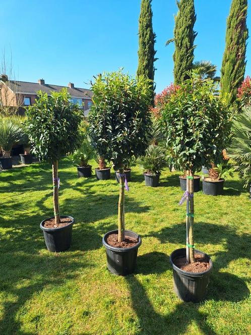 Portugese laurier bol op stam, Tuin en Terras, Planten | Bomen, Bolboom, 100 tot 250 cm, Volle zon, Zomer, Ophalen