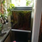 Mooi eheim aquarium met kweekgroep dwergkogelvis, Vis