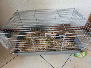 Cavia vrouwtje met kooi beschikbaar voor biedingen