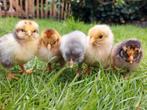 Cochin kriel kuikentjes (ook krul veertjes), Dieren en Toebehoren, Pluimvee, Geslacht onbekend, Kip