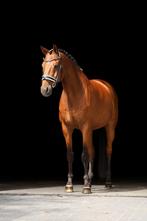 Lief en betrouwbaar weidemaatje/coaching/stapmaatje, Dieren en Toebehoren, Paarden, Ruin, Recreatiepaard