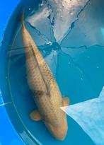 Female cha utsuri 74cm, Karper of Koi