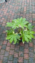 Fatsia japonica variegata, Tuin en Terras, Planten | Tuinplanten, Ophalen of Verzenden, Overige soorten, Halfschaduw
