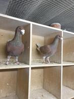 PRACHT KOPPEL* INTENCIEF  RODE SCHOONHEIDSPOSTDUIVEN *, Dieren en Toebehoren, Vogels | Duiven, Meerdere dieren, Postduif