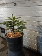 Leuke kleine Nordmann spar in pot, Tuin en Terras, Planten | Bomen, Bloeit niet, Overige soorten, Minder dan 100 cm, Ophalen