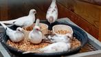 Te koop zeer mooie koppels bonte diamant duifjes, Dieren en Toebehoren, Meerdere dieren, Tropenvogel, Geringd
