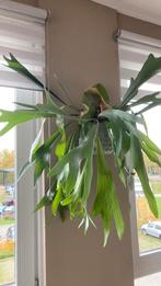 Grote hertshoornplant, Huis en Inrichting, Kamerplanten, Ophalen, Halfschaduw, Minder dan 100 cm