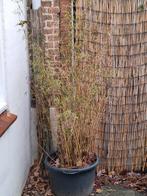 Gratis Bamboe planten met potten, Vaste plant, Bloeit niet, Halfschaduw, Ophalen