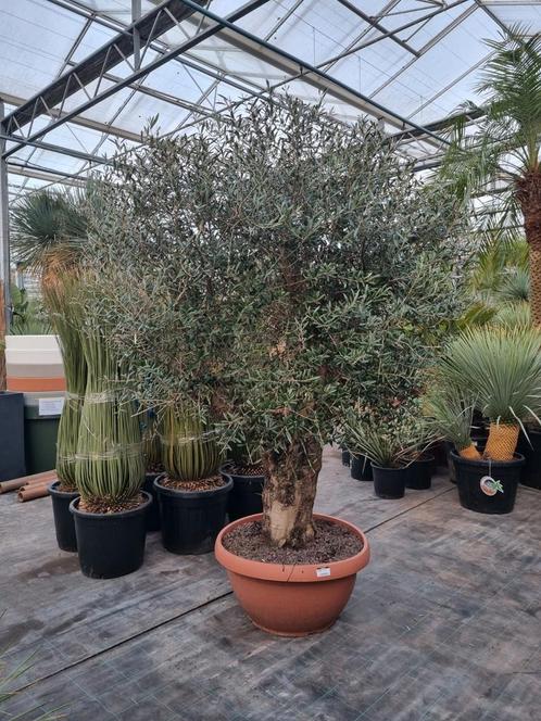 Olijfboom in 70 cm decoschaal, Tuin en Terras, Planten | Bomen, Olijfboom, 100 tot 250 cm, Volle zon, Bloeit niet, Ophalen of Verzenden