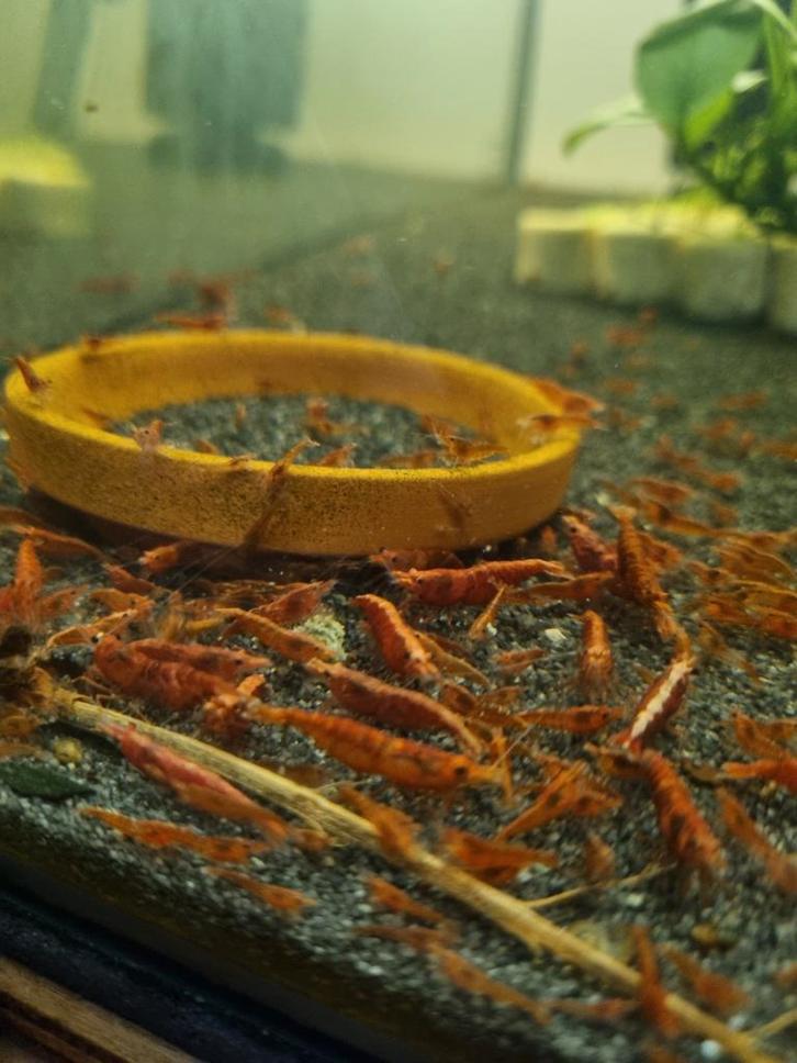 Vuurgarnaal., Dieren en Toebehoren, Vissen | Aquariumvissen, Kreeft, Krab of Garnaal