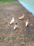 4 Kapucijnerduiven te koop., Dieren en Toebehoren, Mannelijk, Postduif