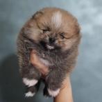 Toy Pomeranian - pomeriaan puppy’s met stamboom en paspoort, Particulier, 8 tot 15 weken, Buitenland, Meerdere