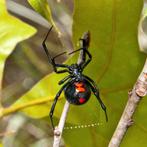 Gezocht weduwe, Dieren en Toebehoren, Insecten en Spinnen