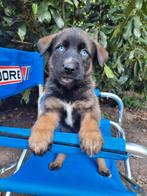 Kruising Australian shepherd/Mechelse herder Pups, CDV (hondenziekte), 8 tot 15 weken, Meerdere, Meerdere dieren