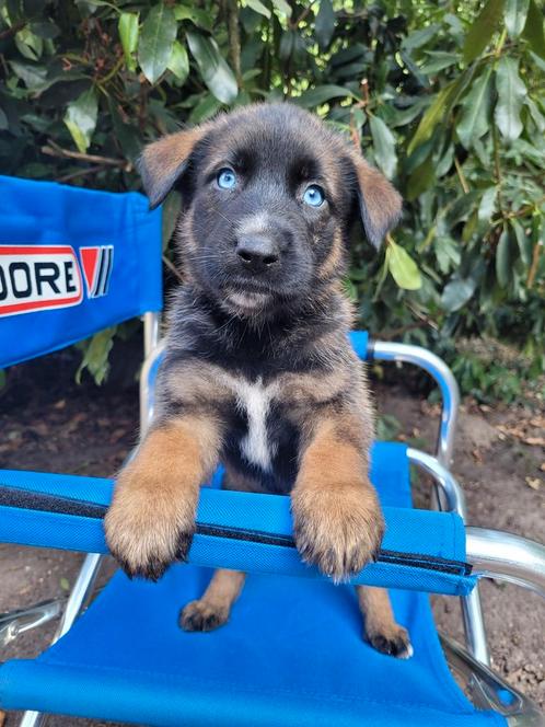 Kruising Australian shepherd/Mechelse herder Pups, Dieren en Toebehoren, Honden | Niet-rashonden, Middel, Meerdere dieren, Particulier