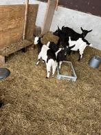 3 jonge  zwartbonte melkgeiten, Meerdere dieren, Geit