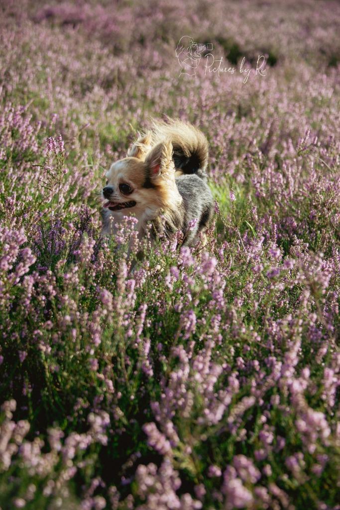 Hondenuitlaatservice, Dieren en Toebehoren, Honden-accessoires, Nieuw, Ophalen
