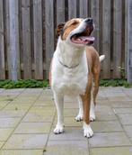 Flip is opzoek naar een baasje, Dieren en Toebehoren, Honden | Niet-rashonden, 6 jaar of ouder, Rabiës (hondsdolheid), Reu, Groot