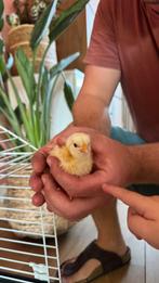 Gezocht jonge kuiken(s) of broedeieren, Dieren en Toebehoren, Pluimvee, Mannelijk, Kip