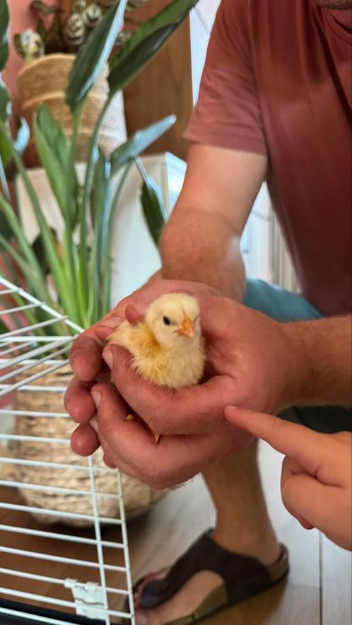 Gezocht jonge kuiken(s) of broedeieren, Dieren en Toebehoren, Pluimvee, Kip, Mannelijk