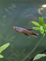 Aphyosemion australe Cap Esterias BSWG 97/24, Dieren en Toebehoren, Vissen | Aquariumvissen, Vis