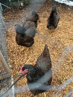 Broedeieren barneveld dubbelgezoond goud, Dieren en Toebehoren, Geslacht onbekend, Kip