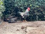 Barnevelder kippen 2 hen en 1 haan r, Dieren en Toebehoren, Pluimvee, Meerdere dieren, Kip