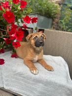 Australian Shepherd X herder pups mogen verhuizen, Dieren en Toebehoren, Overige rassen, CDV (hondenziekte), 8 tot 15 weken, Meerdere dieren