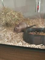 Prachtige gerbil gratis af te halen, Vrouwelijk, Januari, Overige typen, Tam