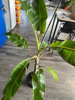 Grote Musa Florida 1.50 meter, Ophalen, Overige soorten, 150 tot 200 cm