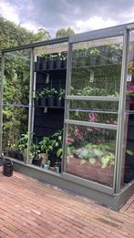 Paprika plant, Tuin en Terras, Planten | Tuinplanten, Ophalen, Volle zon, Groenteplanten, Eenjarig