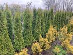 thuja smaragd coniferen, Ophalen, Conifeer, Haag, 100 tot 250 cm