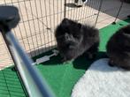 Zwarte Pomeriaan / Pomeranian / Dwergkees Pups – Reutjes, Dieren en Toebehoren, Particulier, Rabiës (hondsdolheid), Meerdere, Keeshond