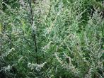 Bijvoet plant, Ophalen of Verzenden, Zomer, Overige soorten, Volle zon